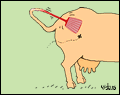 vaca si musca vaca si musca