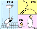 partidele politice in 2006 prm pnl pd